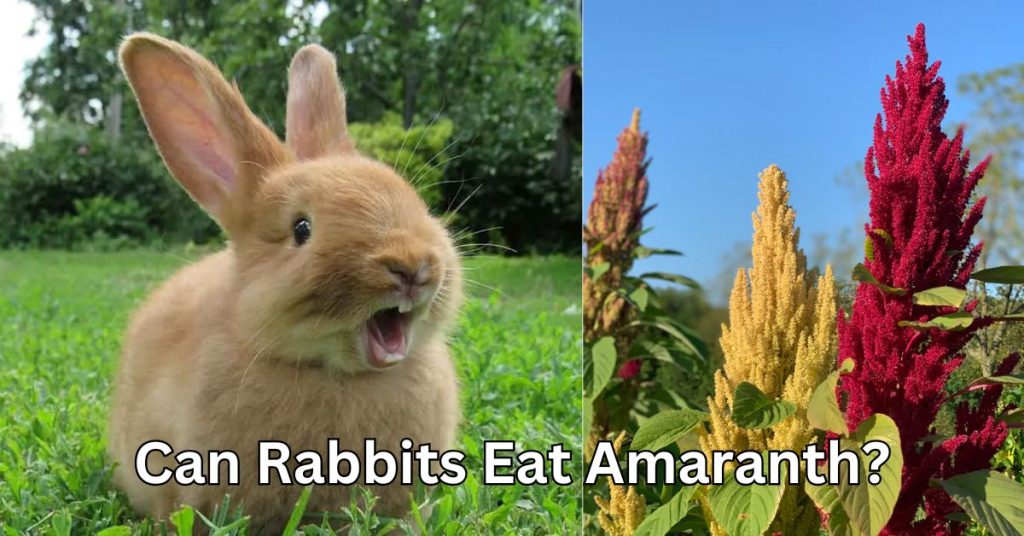 Can Rabbits Eat Amaranth?