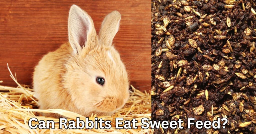 Can Rabbits Eat Sweet Feed?