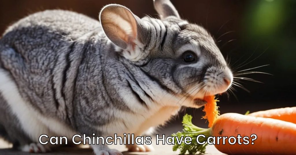 Can Chinchillas Have Carrots?