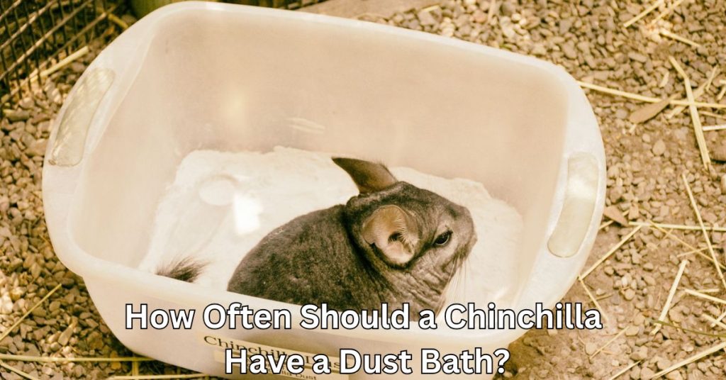 How Often Should a Chinchilla Have a Dust Bath