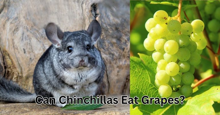 Can Chinchillas Eat Grapes?