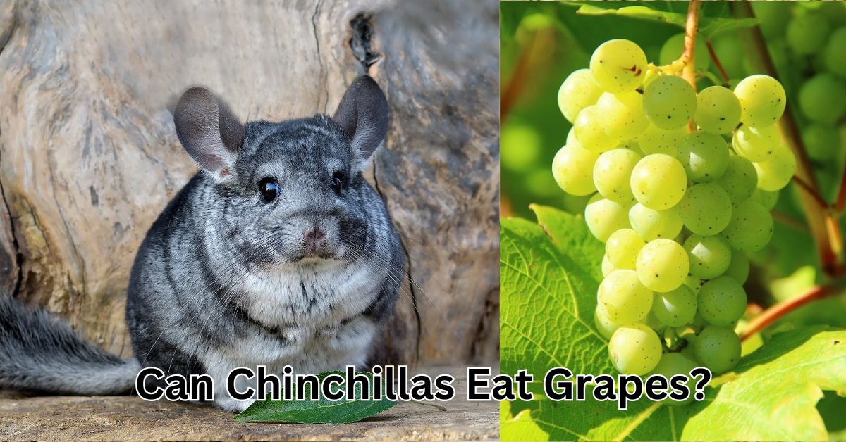 Can Chinchillas Eat Grapes?