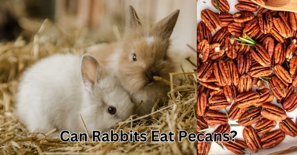 Can Rabbits Eat Pecans?: