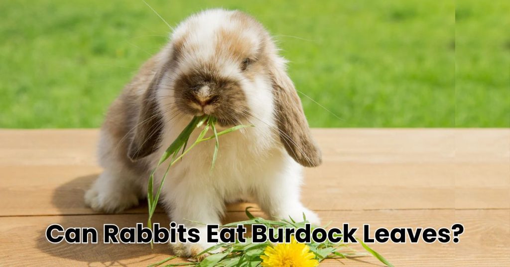 Can Rabbits Eat Burdock Leaves?