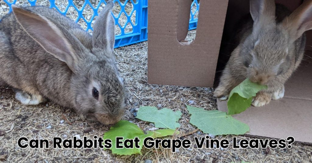 Can Rabbits Eat Grape Vine Leaves