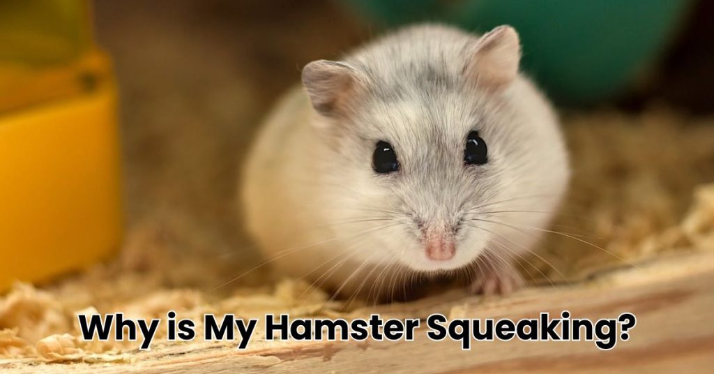 Why is My Hamster Squeaking