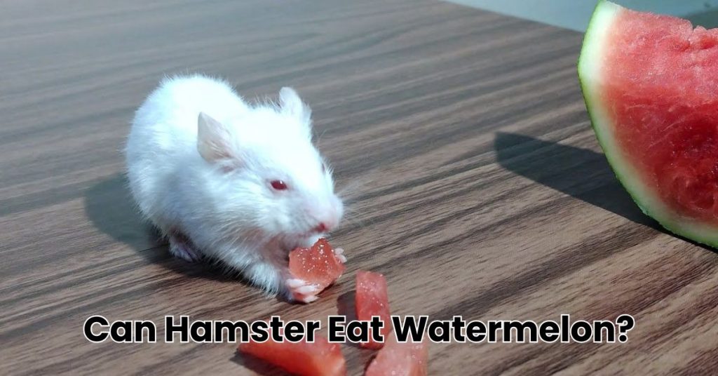 Can Hamster Eat Watermelon?