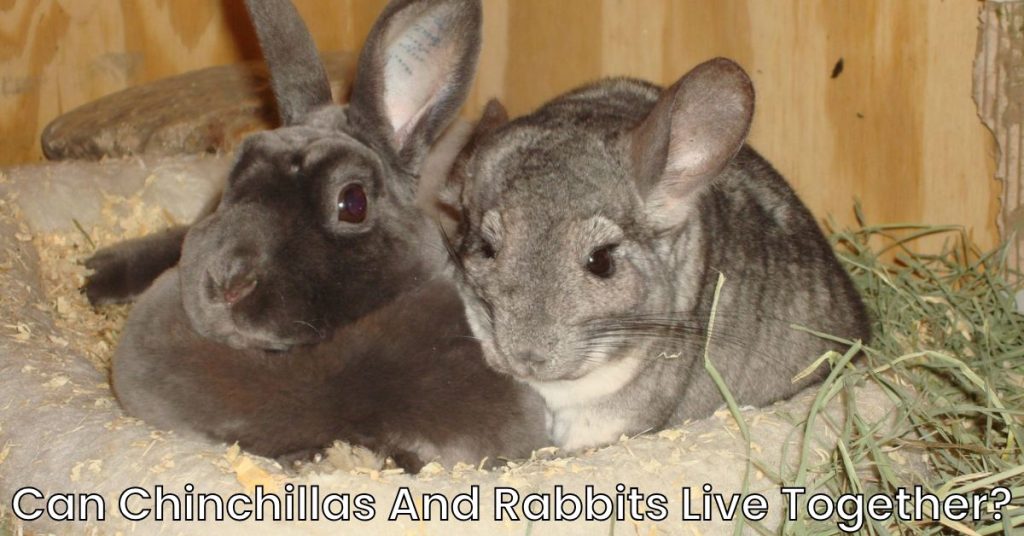 Can Chinchillas And Rabbits Live Together