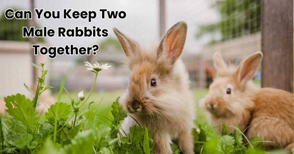 Can You Keep Two Male Rabbits Together