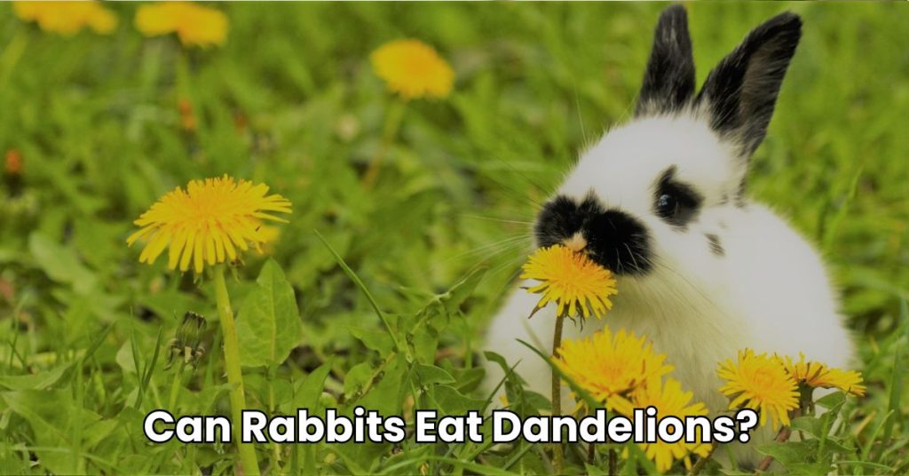 Can Rabbits Eat Dandelions?