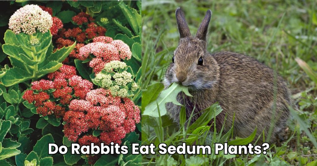 Do Rabbits Eat Sedum Plants