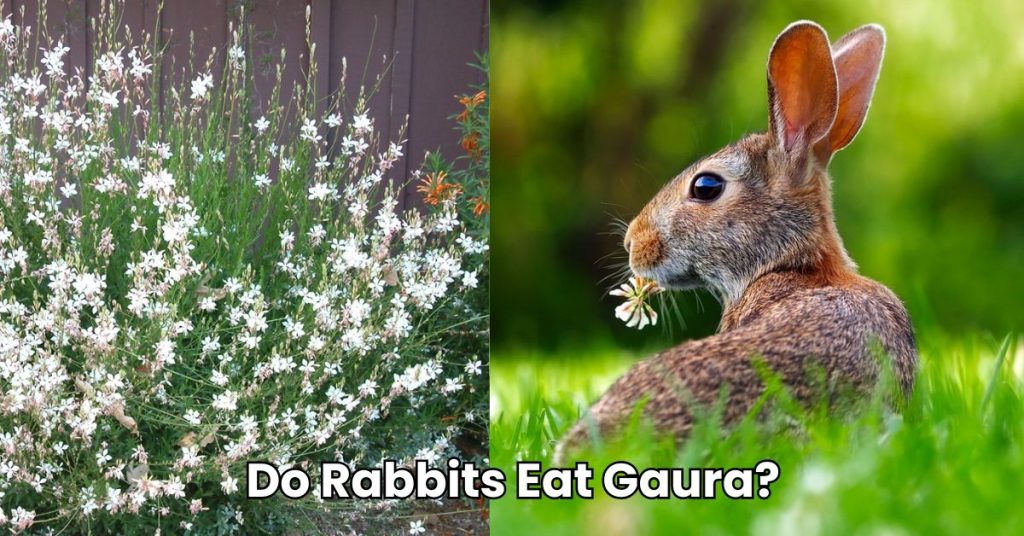 Do Rabbits Eat Gaura?