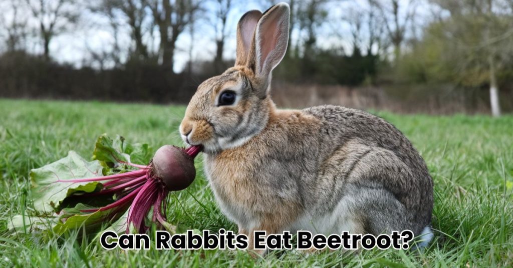 Can Rabbits Eat Beetroot?