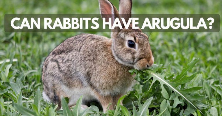 Can Rabbits Have Arugula?
