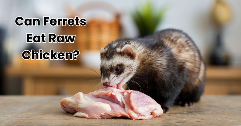 Can Ferrets Eat Raw Chicken?