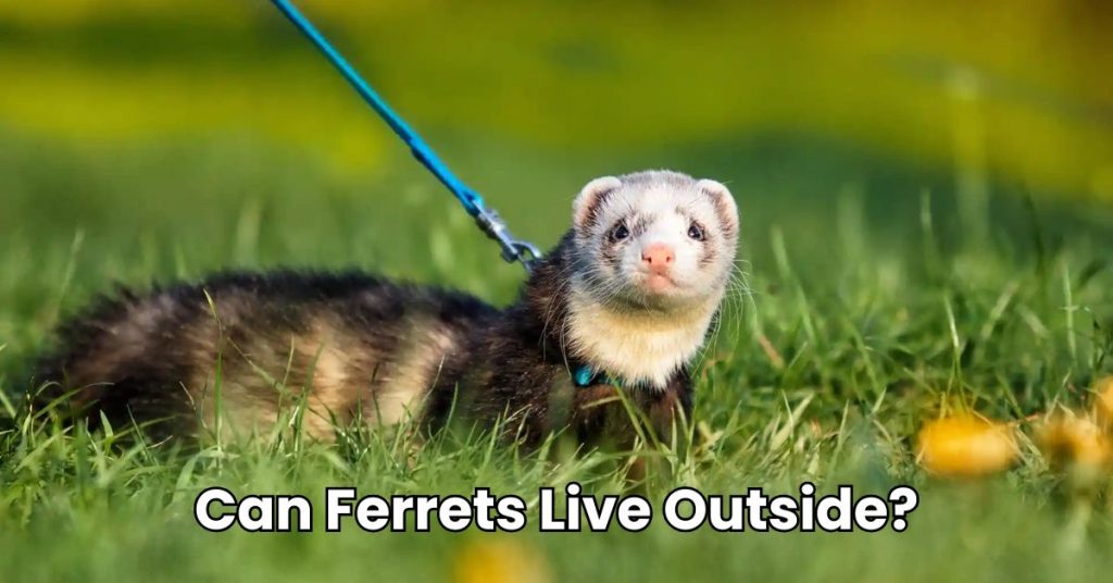 Can Ferrets Live Outside