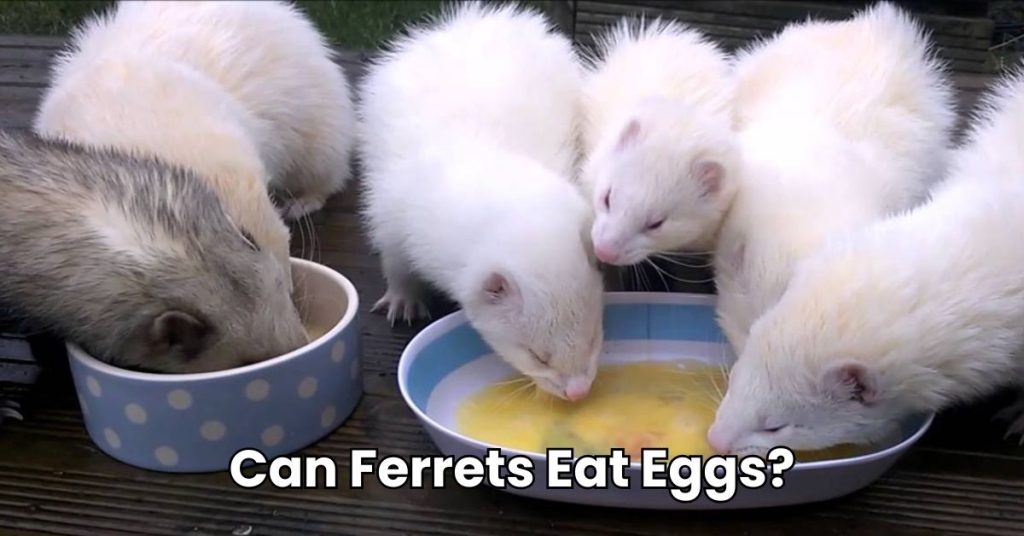 Can Ferrets Eat Eggs