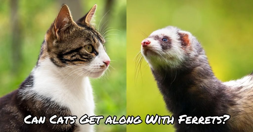 Can Cats Get along With Ferrets