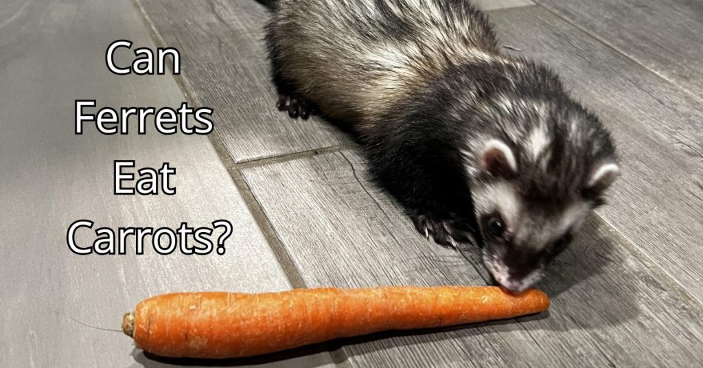 Can Ferrets Eat Carrots?