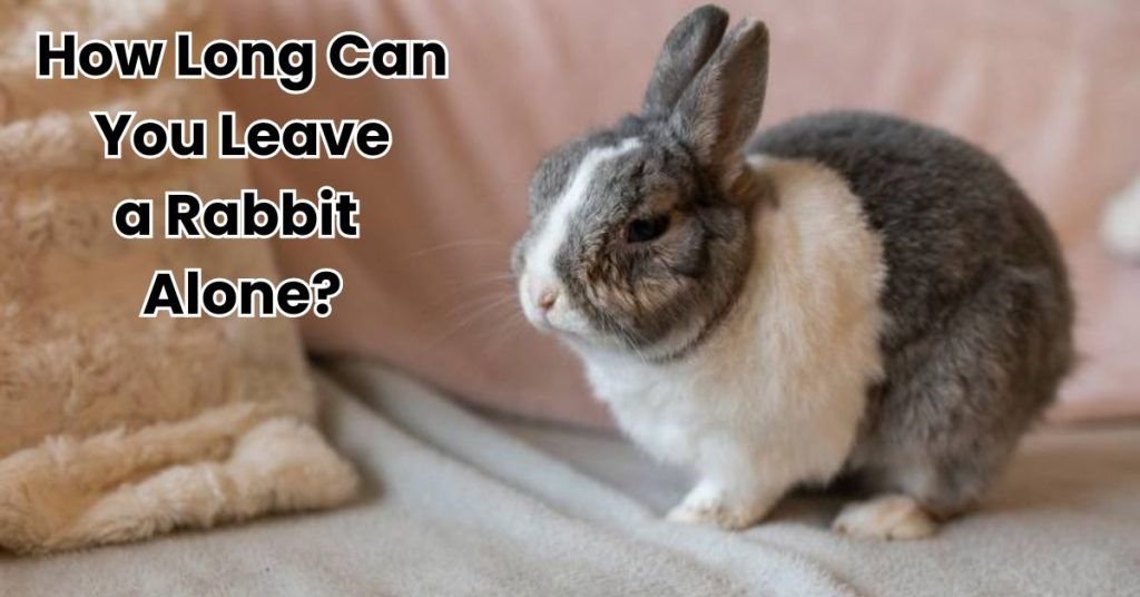 How Long Can You Leave a Rabbit Alone