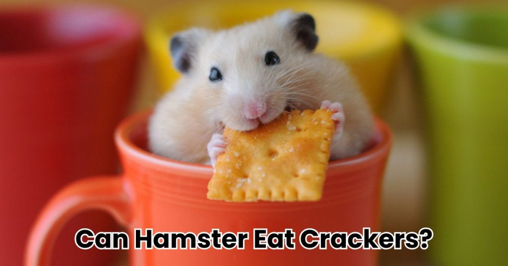 Can a Hamster Eat Crackers?