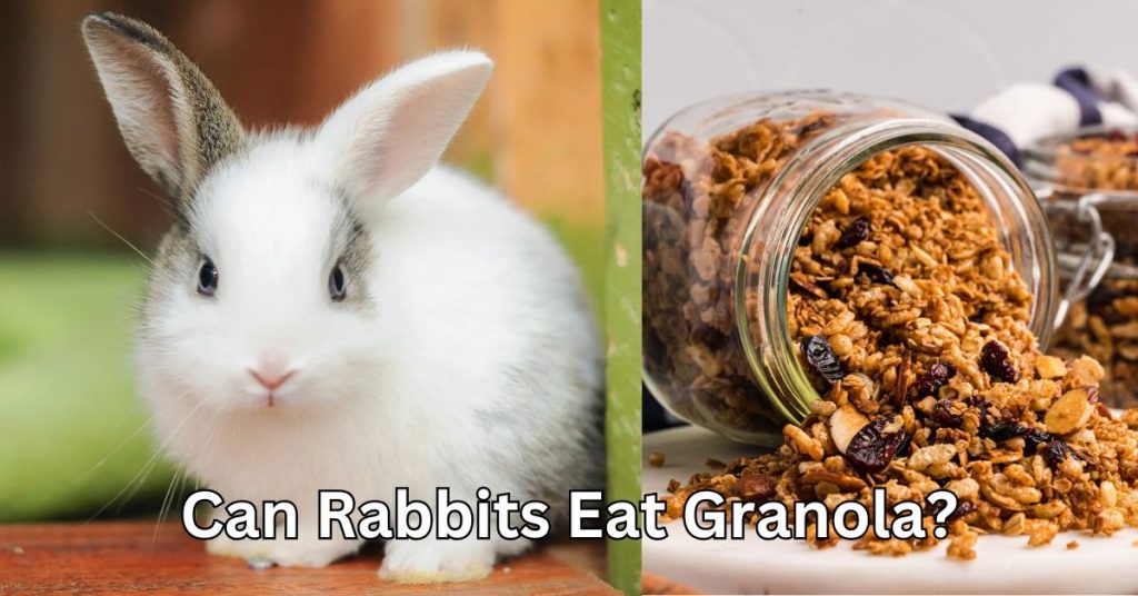 Can Rabbits Eat Granola?