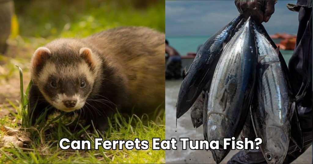 Can Ferrets Eat Tuna Fish