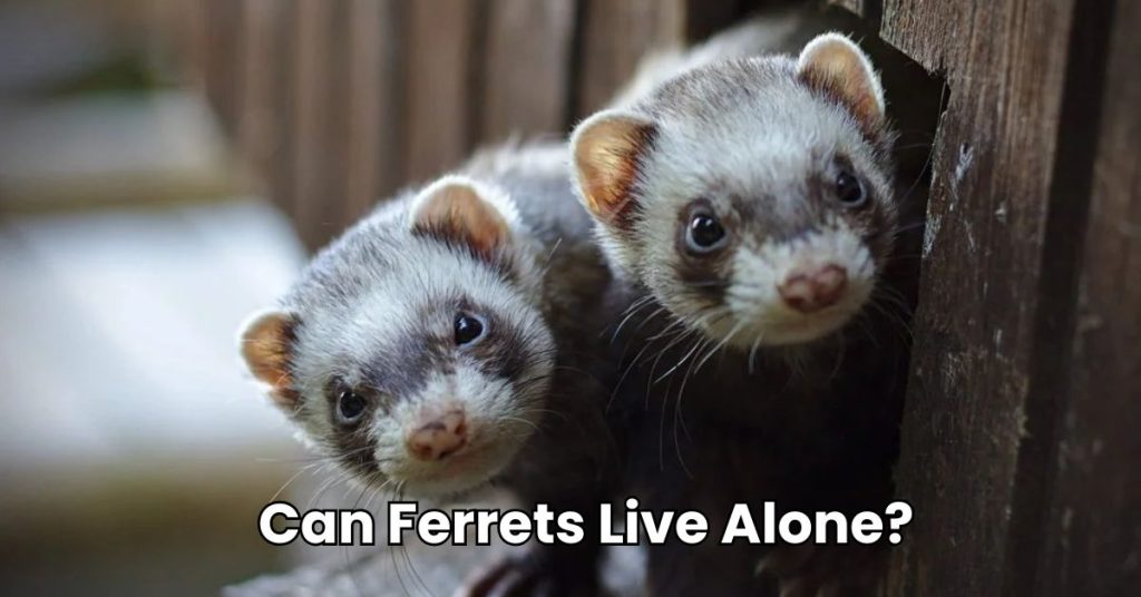 Can Ferrets Live Alone