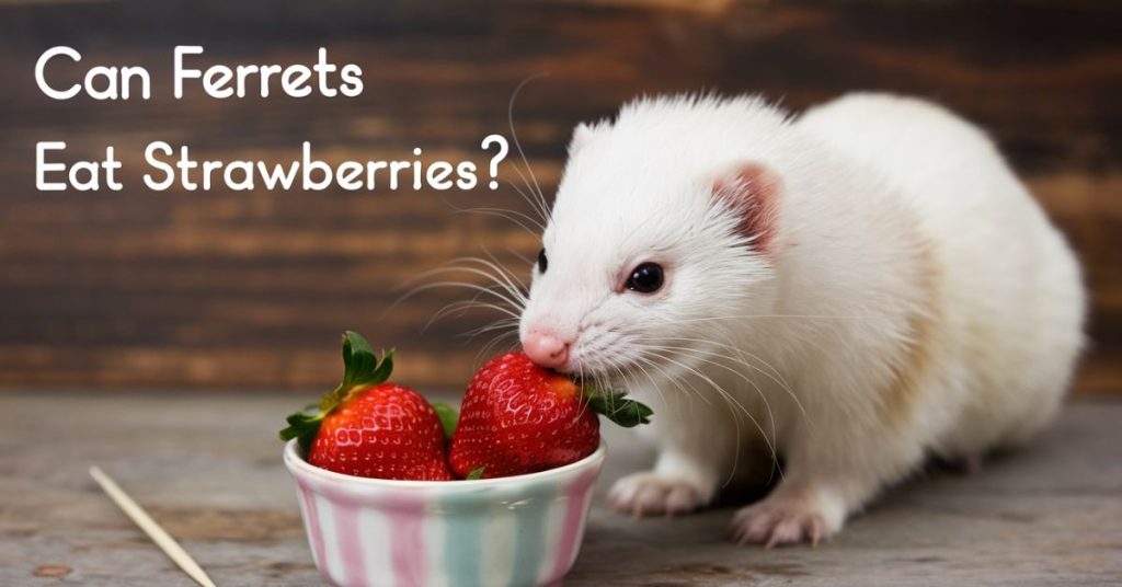 Can Ferrets Eat Strawberries