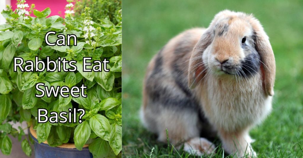 Can Rabbits Eat Sweet Basil?